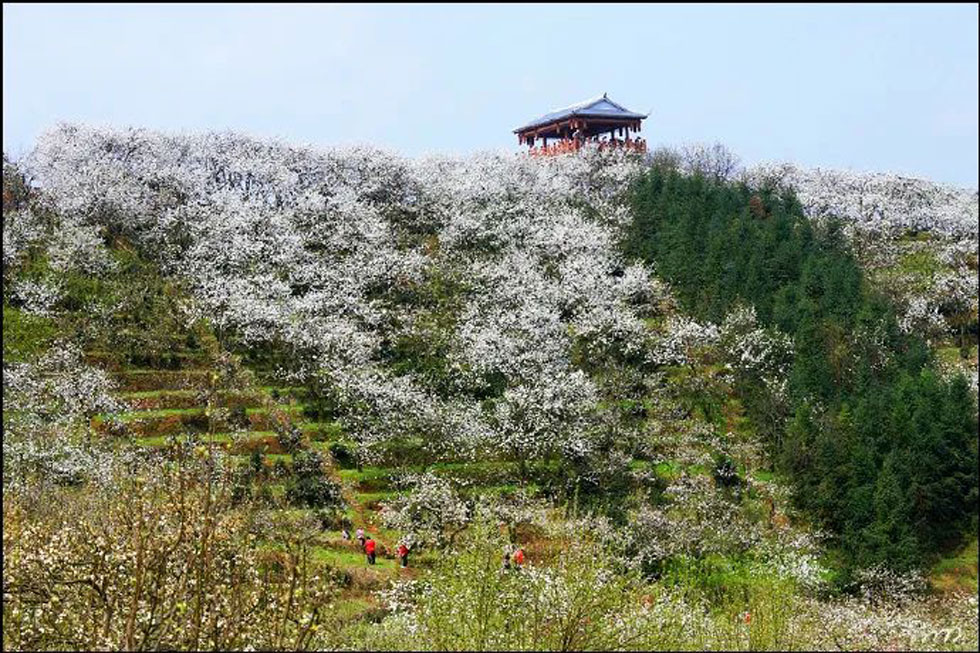 【春天，广西桂林灌阳县向您发出邀请！】我们在灌阳看梨花 - 游山玩水 - 成都生活社区 - 成都28生活网 cd.28life.net