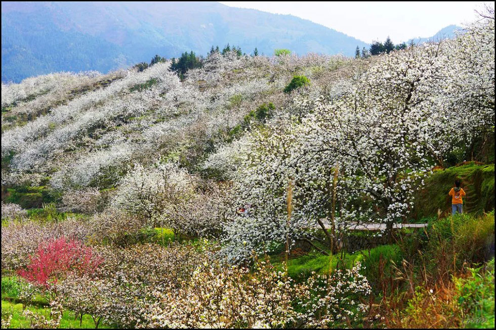 【春天，广西桂林灌阳县向您发出邀请！】我们在灌阳看梨花 - 游山玩水 - 成都生活社区 - 成都28生活网 cd.28life.net