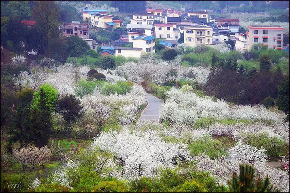 【春天，广西桂林灌阳县向您发出邀请！】我们在灌阳看梨花 - 游山玩水 - 成都生活社区 - 成都28生活网 cd.28life.net