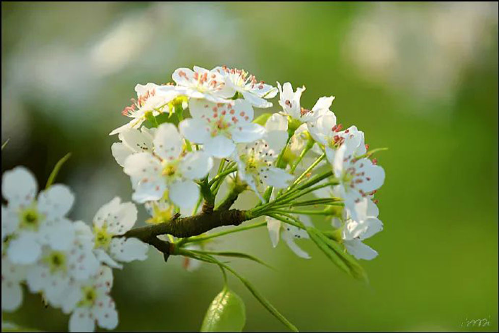 【春天，广西桂林灌阳县向您发出邀请！】我们在灌阳看梨花 - 游山玩水 - 成都生活社区 - 成都28生活网 cd.28life.net