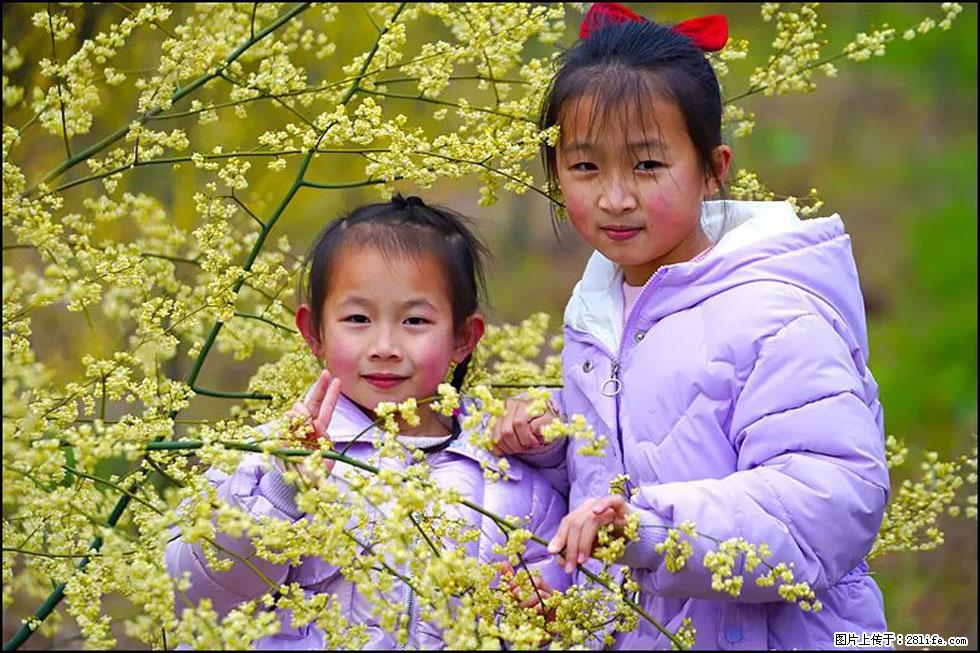 【春天，广西桂林灌阳县向您发出邀请！】米珠山前有片山苍子花在飘香 - 游山玩水 - 成都生活社区 - 成都28生活网 cd.28life.net