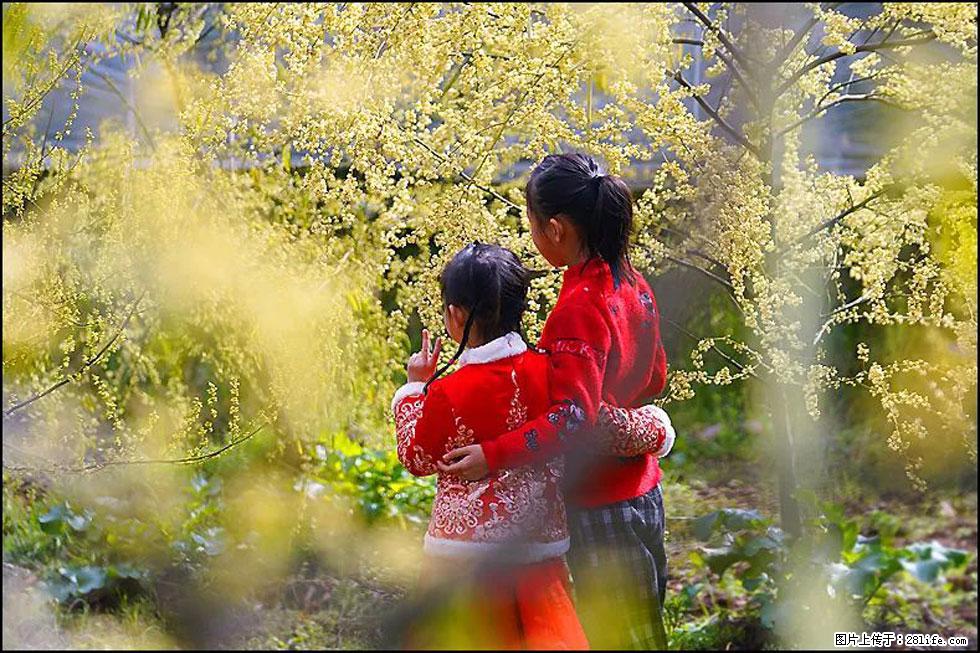 【春天，广西桂林灌阳县向您发出邀请！】米珠山前有片山苍子花在飘香 - 游山玩水 - 成都生活社区 - 成都28生活网 cd.28life.net