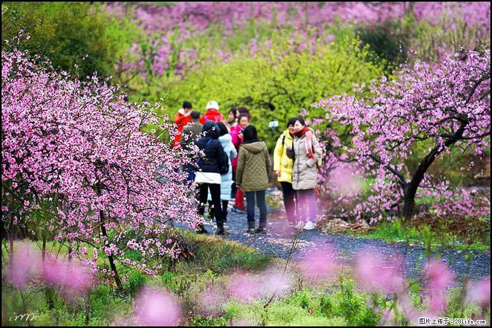 【春天，广西桂林灌阳县向您发出邀请！】官庄村有个醉美的桃花园 - 游山玩水 - 成都生活社区 - 成都28生活网 cd.28life.net
