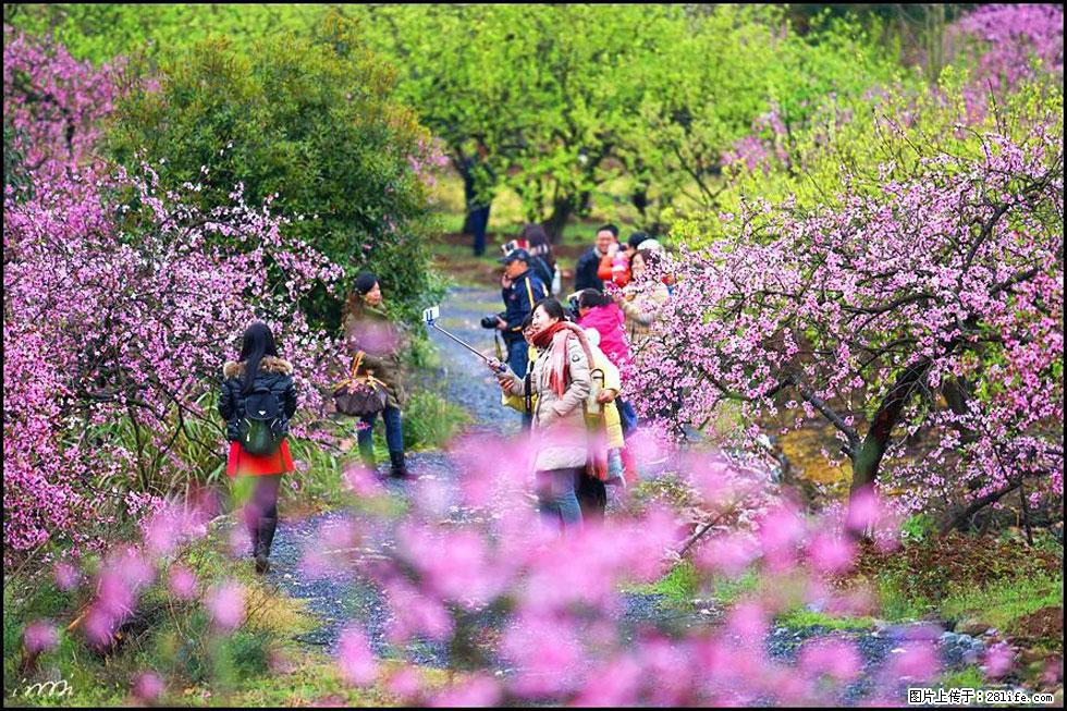 【春天，广西桂林灌阳县向您发出邀请！】官庄村有个醉美的桃花园 - 游山玩水 - 成都生活社区 - 成都28生活网 cd.28life.net