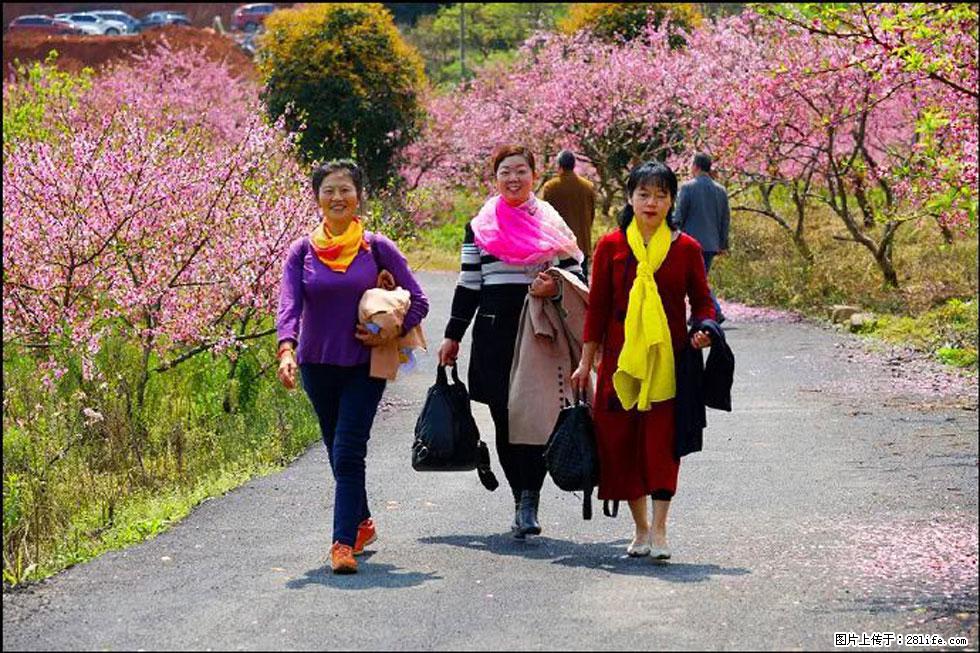 【春天，广西桂林灌阳县向您发出邀请！】官庄村有个醉美的桃花园 - 游山玩水 - 成都生活社区 - 成都28生活网 cd.28life.net