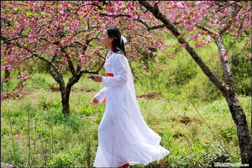 【春天，广西桂林灌阳县向您发出邀请！】官庄村有个醉美的桃花园 - 游山玩水 - 成都生活社区 - 成都28生活网 cd.28life.net