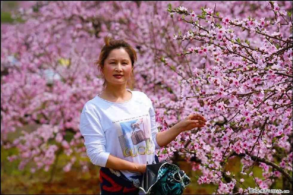 【春天，广西桂林灌阳县向您发出邀请！】官庄村有个醉美的桃花园 - 游山玩水 - 成都生活社区 - 成都28生活网 cd.28life.net