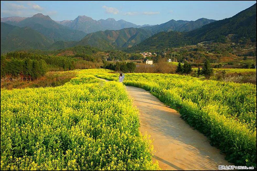 【春天，广西桂林灌阳县向您发出邀请！】长坪村油菜盛情花开 - 游山玩水 - 成都生活社区 - 成都28生活网 cd.28life.net