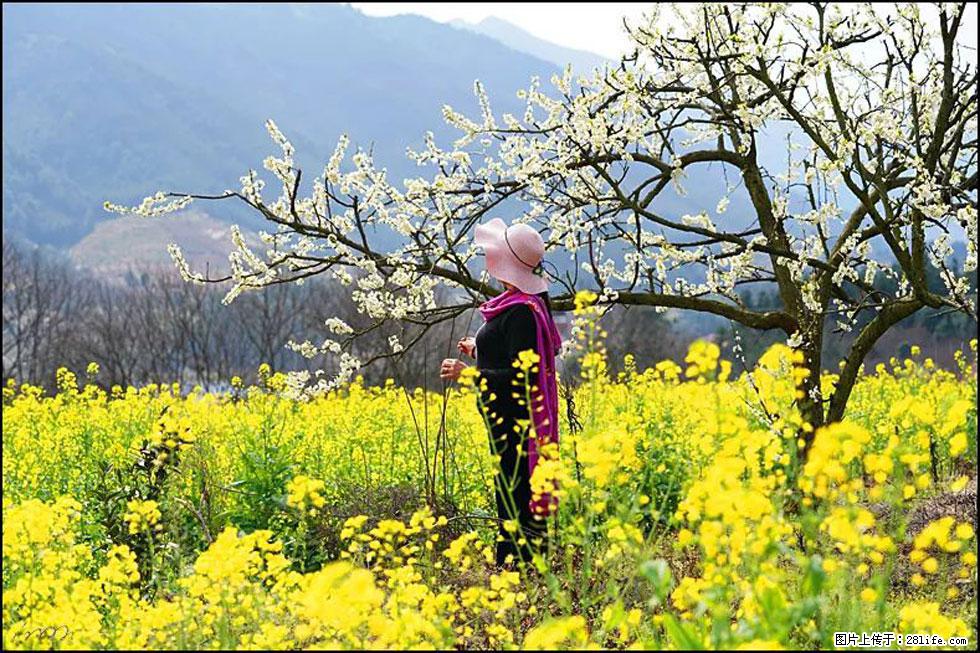 【春天，广西桂林灌阳县向您发出邀请！】长坪村油菜盛情花开 - 游山玩水 - 成都生活社区 - 成都28生活网 cd.28life.net
