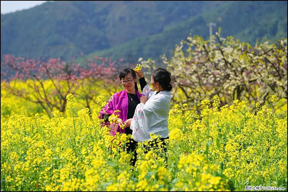 【春天，广西桂林灌阳县向您发出邀请！】长坪村油菜盛情花开 - 游山玩水 - 成都生活社区 - 成都28生活网 cd.28life.net