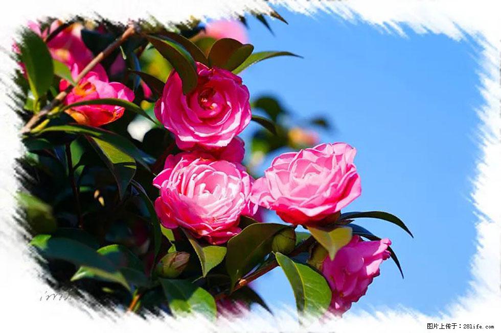 【春天,广西桂林灌阳县向您发出邀请!】杨柳井茶花惹人爱 - 游山玩水 - 成都生活社区 - 成都28生活网 cd.28life.net