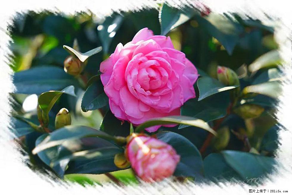 【春天,广西桂林灌阳县向您发出邀请!】杨柳井茶花惹人爱 - 游山玩水 - 成都生活社区 - 成都28生活网 cd.28life.net