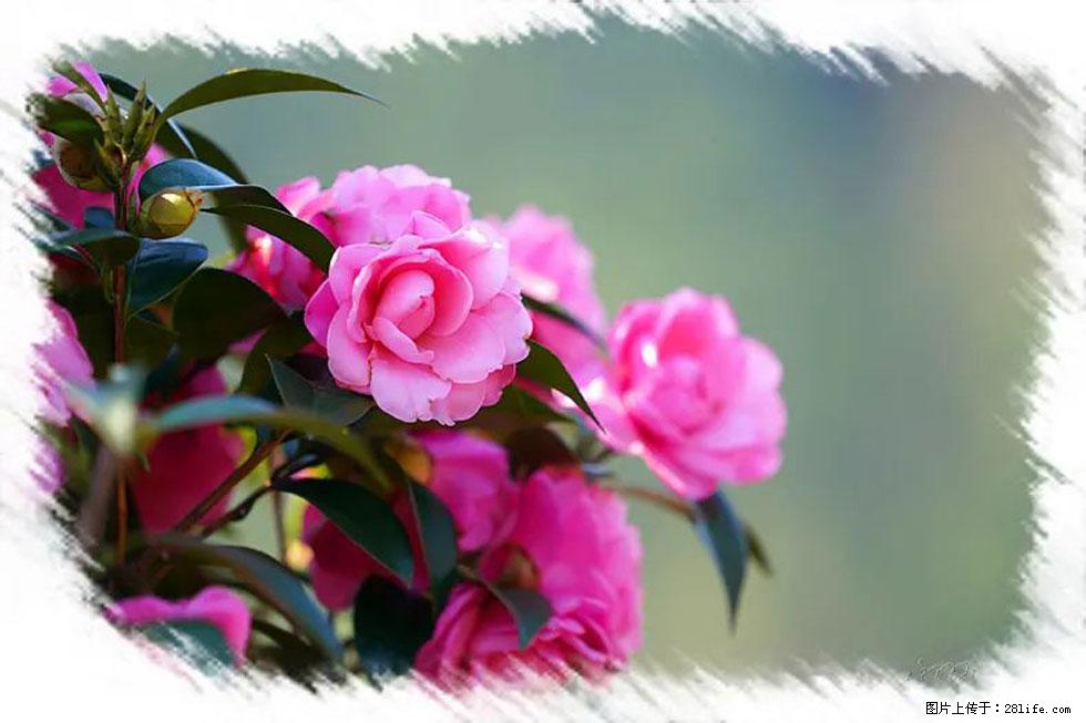 【春天,广西桂林灌阳县向您发出邀请!】杨柳井茶花惹人爱 - 游山玩水 - 成都生活社区 - 成都28生活网 cd.28life.net