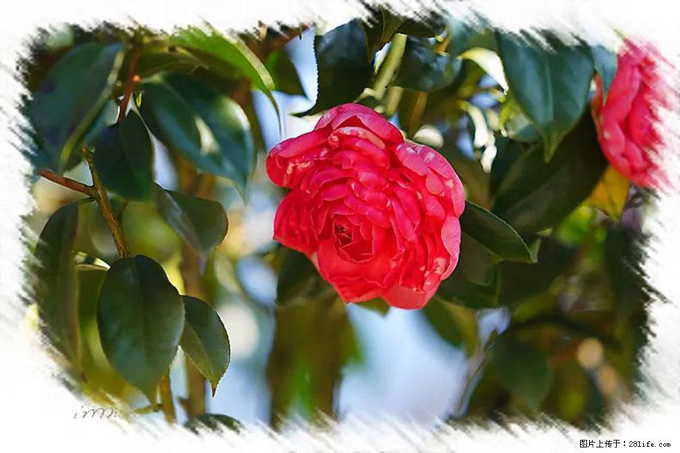 【春天,广西桂林灌阳县向您发出邀请!】杨柳井茶花惹人爱 - 游山玩水 - 成都生活社区 - 成都28生活网 cd.28life.net