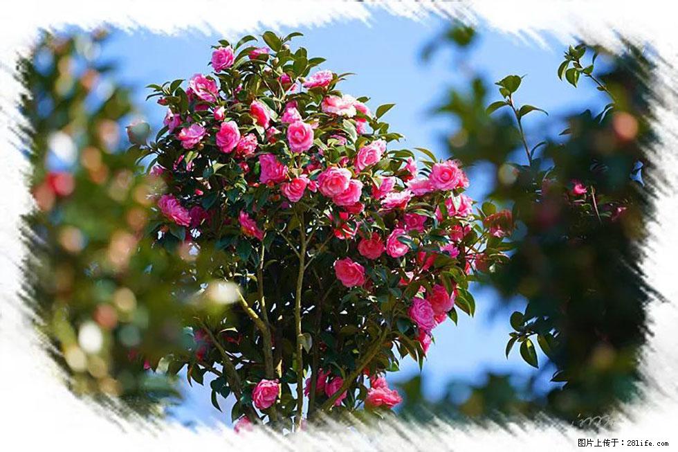 【春天,广西桂林灌阳县向您发出邀请!】杨柳井茶花惹人爱 - 游山玩水 - 成都生活社区 - 成都28生活网 cd.28life.net
