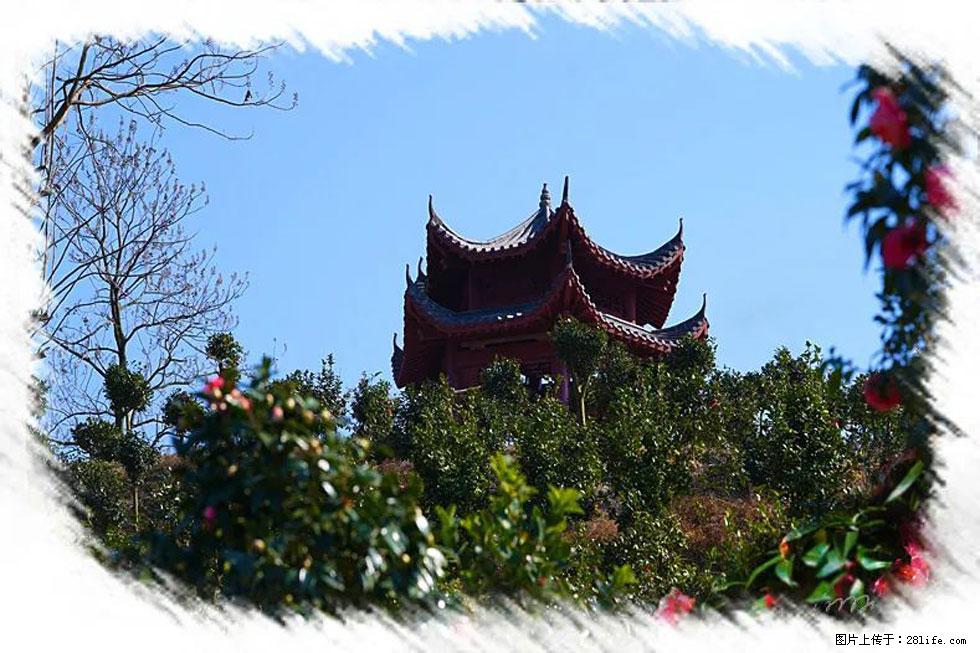 【春天,广西桂林灌阳县向您发出邀请!】杨柳井茶花惹人爱 - 游山玩水 - 成都生活社区 - 成都28生活网 cd.28life.net