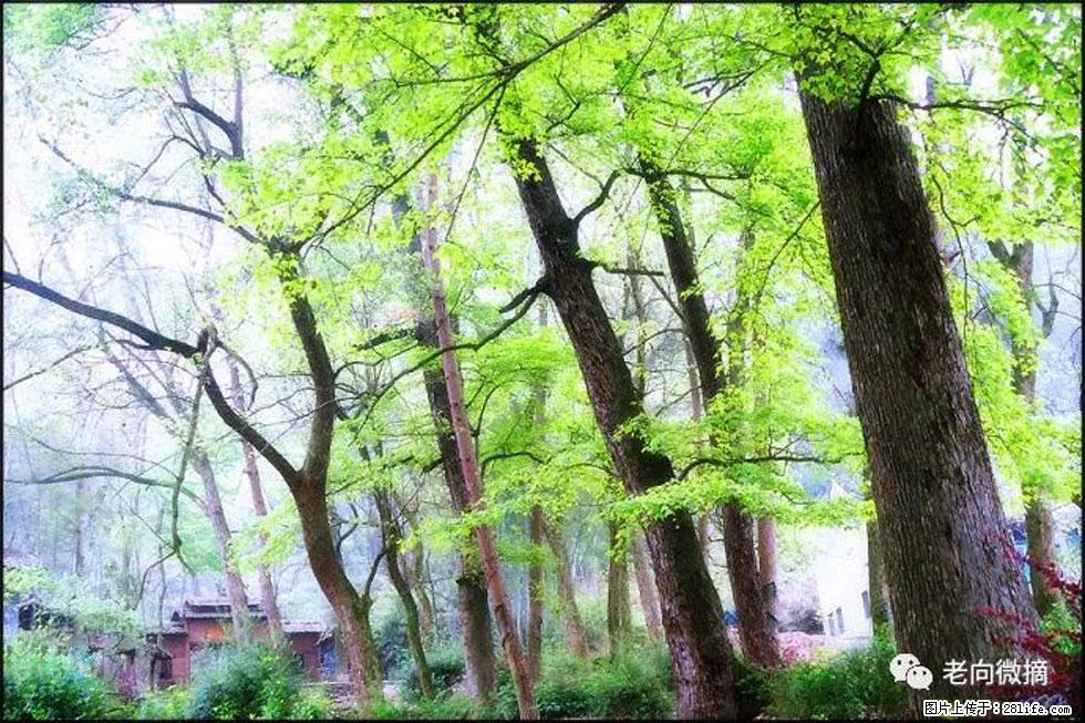 【春天，广西桂林灌阳县向您发出邀请！】在小龙村与春天约会 - 游山玩水 - 成都生活社区 - 成都28生活网 cd.28life.net