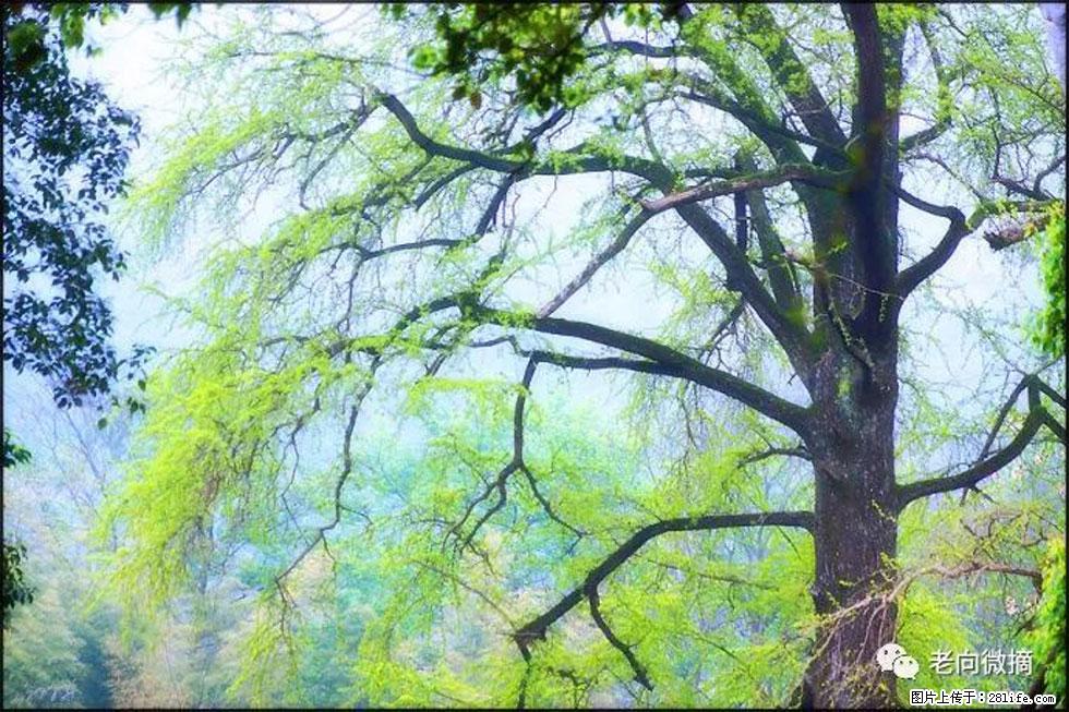 【春天，广西桂林灌阳县向您发出邀请！】在小龙村与春天约会 - 游山玩水 - 成都生活社区 - 成都28生活网 cd.28life.net