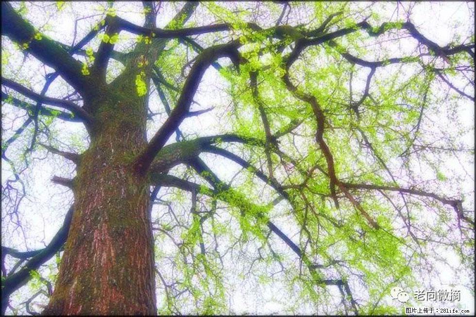 【春天，广西桂林灌阳县向您发出邀请！】在小龙村与春天约会 - 游山玩水 - 成都生活社区 - 成都28生活网 cd.28life.net