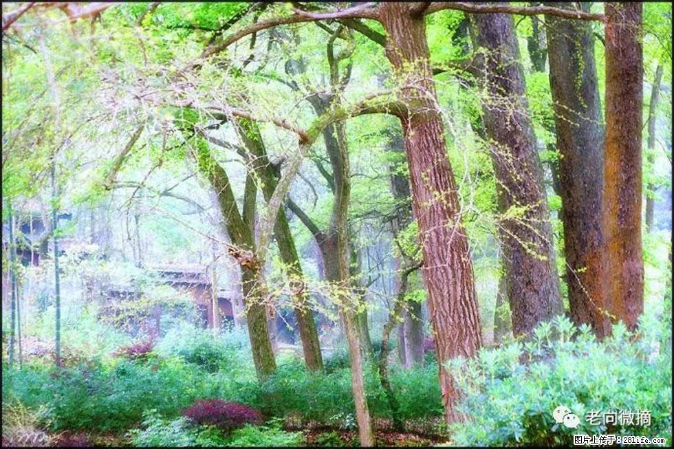 【春天，广西桂林灌阳县向您发出邀请！】在小龙村与春天约会 - 游山玩水 - 成都生活社区 - 成都28生活网 cd.28life.net