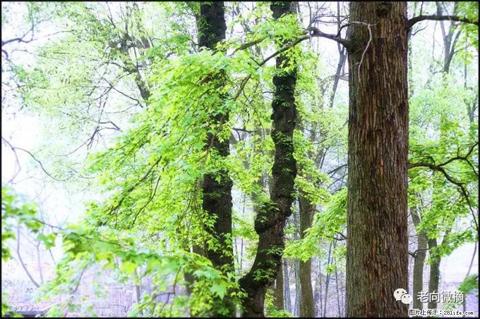 【春天，广西桂林灌阳县向您发出邀请！】在小龙村与春天约会 - 游山玩水 - 成都生活社区 - 成都28生活网 cd.28life.net