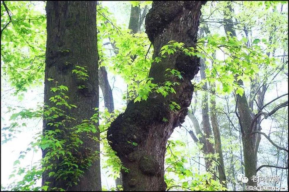 【春天，广西桂林灌阳县向您发出邀请！】在小龙村与春天约会 - 游山玩水 - 成都生活社区 - 成都28生活网 cd.28life.net