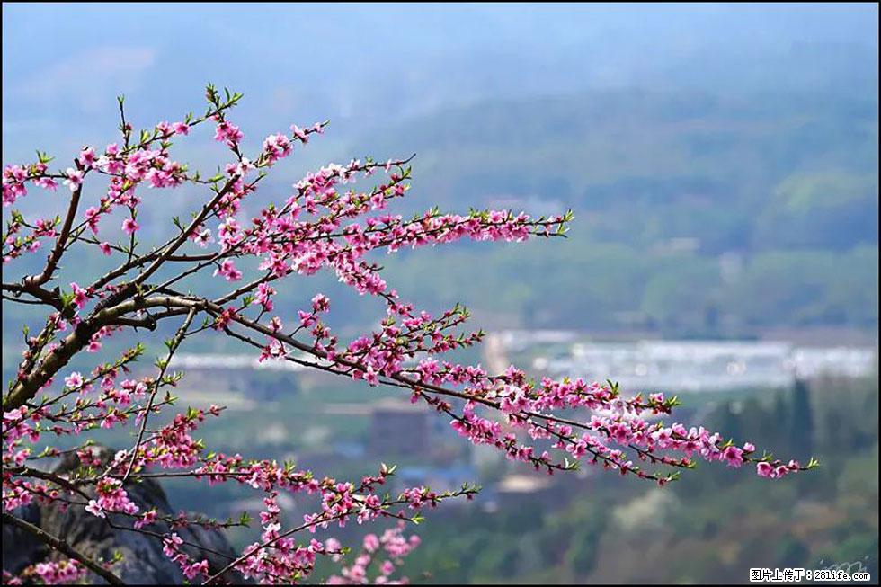 【春天，广西桂林灌阳县向您发出邀请！】望月岭上桃花开 - 游山玩水 - 成都生活社区 - 成都28生活网 cd.28life.net