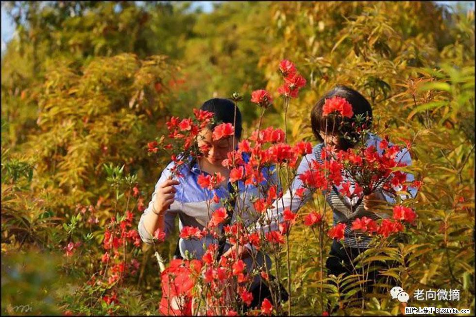 【春天，广西桂林灌阳县向您发出邀请！】登麒麟山，相约映山红 - 游山玩水 - 成都生活社区 - 成都28生活网 cd.28life.net