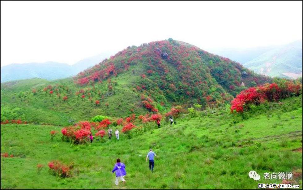 【春天，广西桂林灌阳县向您发出邀请！】宝盖山上映山红 - 游山玩水 - 成都生活社区 - 成都28生活网 cd.28life.net