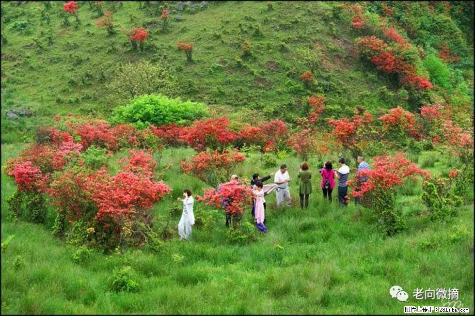 【春天，广西桂林灌阳县向您发出邀请！】宝盖山上映山红 - 游山玩水 - 成都生活社区 - 成都28生活网 cd.28life.net