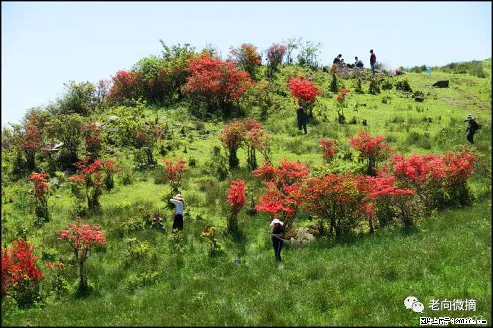 【春天，广西桂林灌阳县向您发出邀请！】宝盖山上映山红 - 游山玩水 - 成都生活社区 - 成都28生活网 cd.28life.net