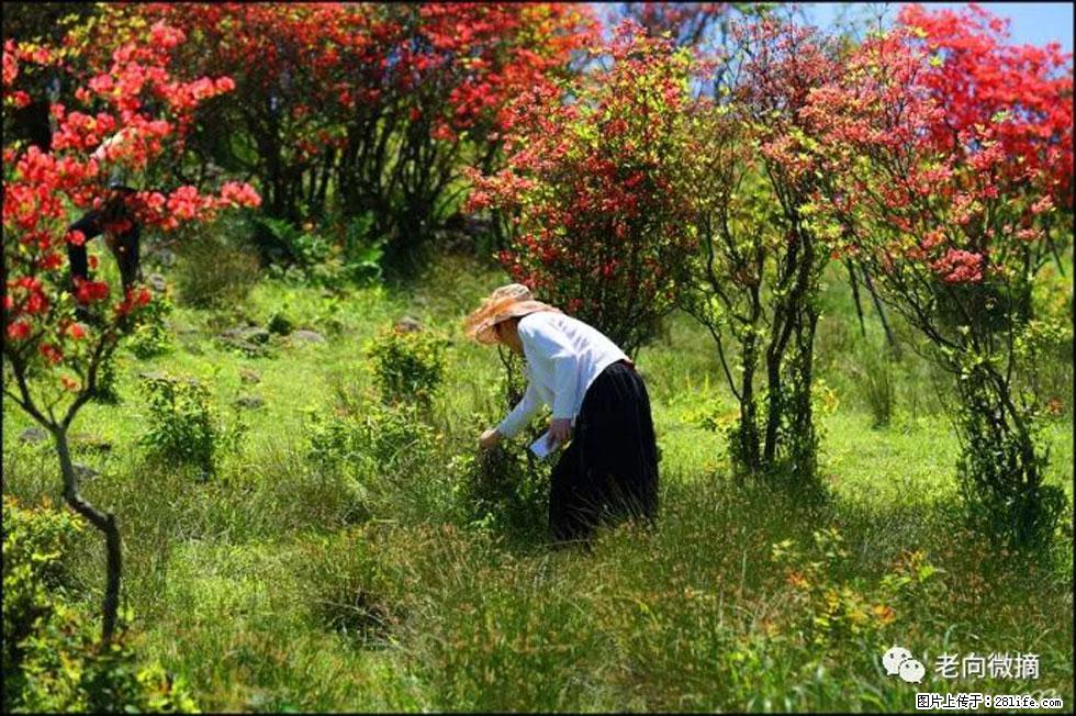【春天，广西桂林灌阳县向您发出邀请！】宝盖山上映山红 - 游山玩水 - 成都生活社区 - 成都28生活网 cd.28life.net