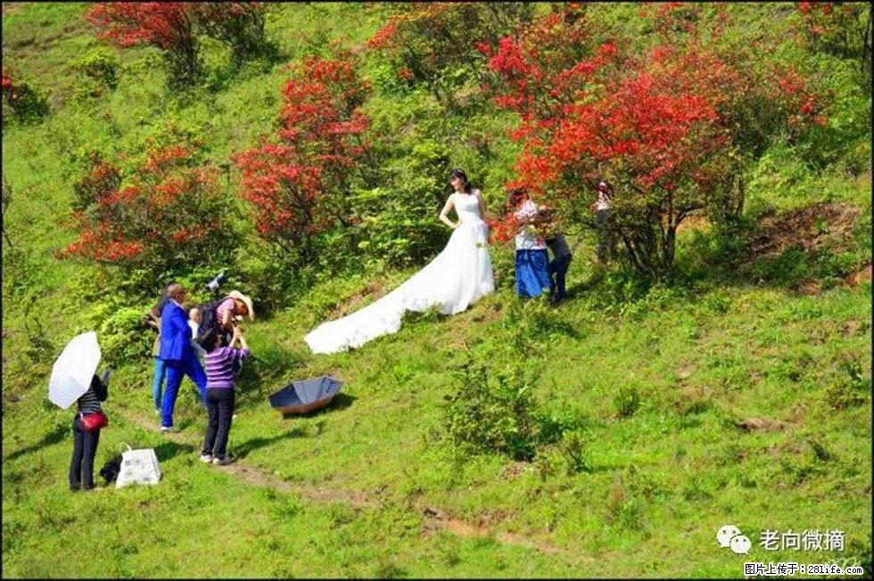 【春天，广西桂林灌阳县向您发出邀请！】宝盖山上映山红 - 游山玩水 - 成都生活社区 - 成都28生活网 cd.28life.net