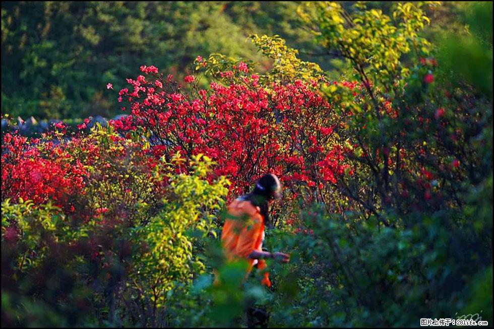 【春天，广西桂林灌阳县向您发出邀请！】春木界上映山红 - 游山玩水 - 成都生活社区 - 成都28生活网 cd.28life.net