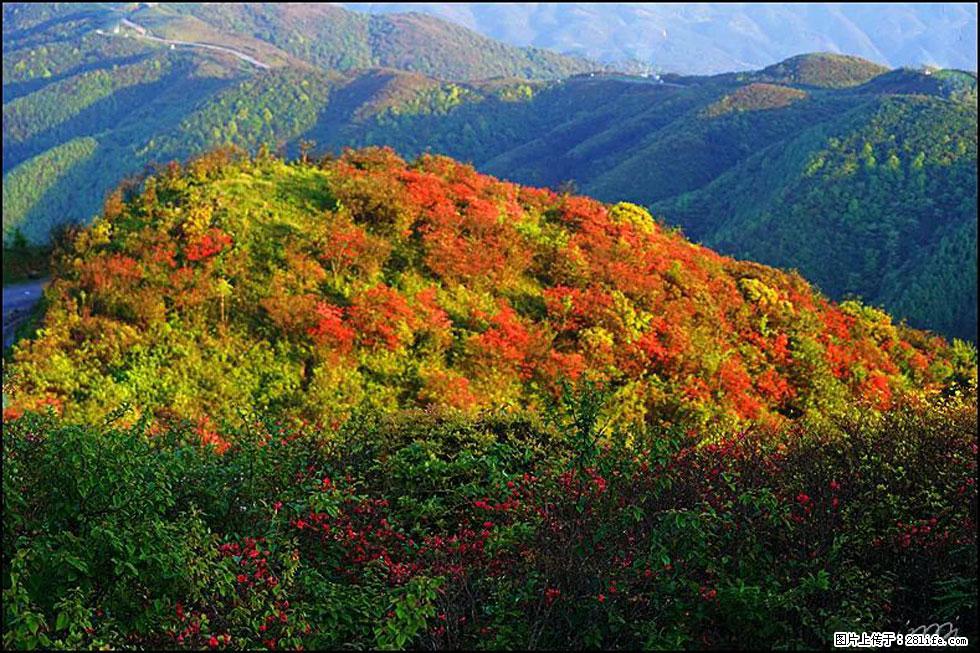 【春天，广西桂林灌阳县向您发出邀请！】春木界上映山红 - 游山玩水 - 成都生活社区 - 成都28生活网 cd.28life.net