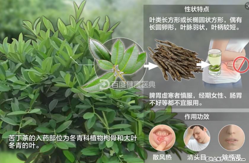 苦丁茶有哪些功效和作用 - 生活百科 - 成都生活社区 - 成都28生活网 cd.28life.net