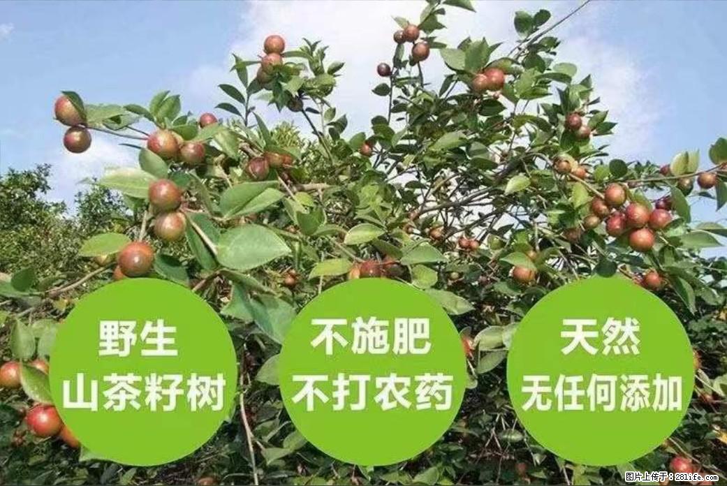 【灌阳县油茶产业示范区】一个有着充实的精神生活的人，对待身外之物自会有一种淡泊的态度 - 土特产 - 饮食特产 - 成都分类信息 - 成都28生活网 cd.28life.net