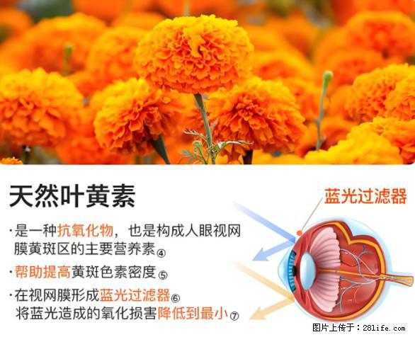 叶黄素有什么功效和作用 - 生活百科 - 成都生活社区 - 成都28生活网 cd.28life.net