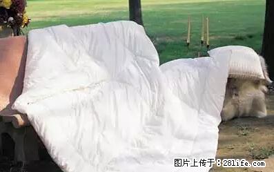 被子有异味？只要这样做，比晒太阳还强100倍！ - 家居生活 - 成都生活社区 - 成都28生活网 cd.28life.net