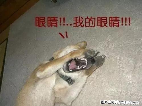 笑癫了!一女的怀孕三年未生,他终于忍不住了... - 娱乐八卦 - 成都生活社区 - 成都28生活网 cd.28life.net