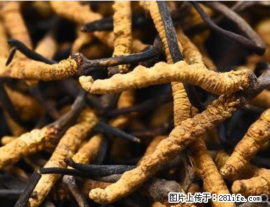 成都哪里高价收虫草及冬虫夏草回收电话 - 其他广告 - 广告专区 - 成都分类信息 - 成都28生活网 cd.28life.net