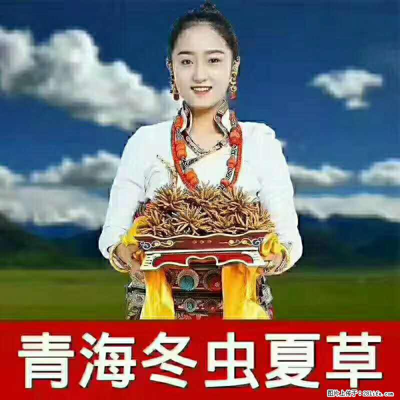 温江回收虫草上门，郫县虫草回收现结 - 其他广告 - 广告专区 - 成都分类信息 - 成都28生活网 cd.28life.net