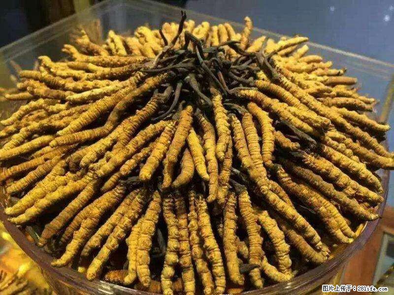 双流虫草回收估价，新都回收冬虫夏草店铺 - 综合信息 - 其他综合 - 成都分类信息 - 成都28生活网 cd.28life.net