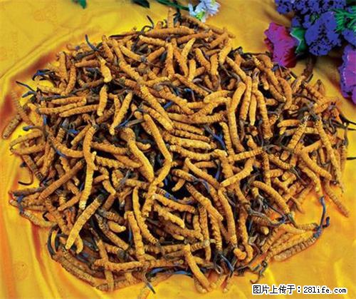 温江回收冬虫夏草价格 郫县虫草回收电话 - 保健品 - 饮食特产 - 成都分类信息 - 成都28生活网 cd.28life.net