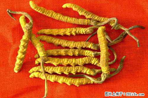 青白江哪里回收虫草（虫草回收电话） - 保健品 - 饮食特产 - 成都分类信息 - 成都28生活网 cd.28life.net