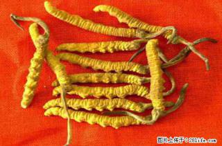 青白江哪里回收虫草（虫草回收电话） - 成都28生活网 cd.28life.net
