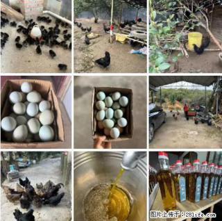 油茶园从小鸡仔开始养起的纯土鸡、土鸡蛋可以预定啦！还有前几天刚榨的纯山茶油哦 - 成都28生活网 cd.28life.net