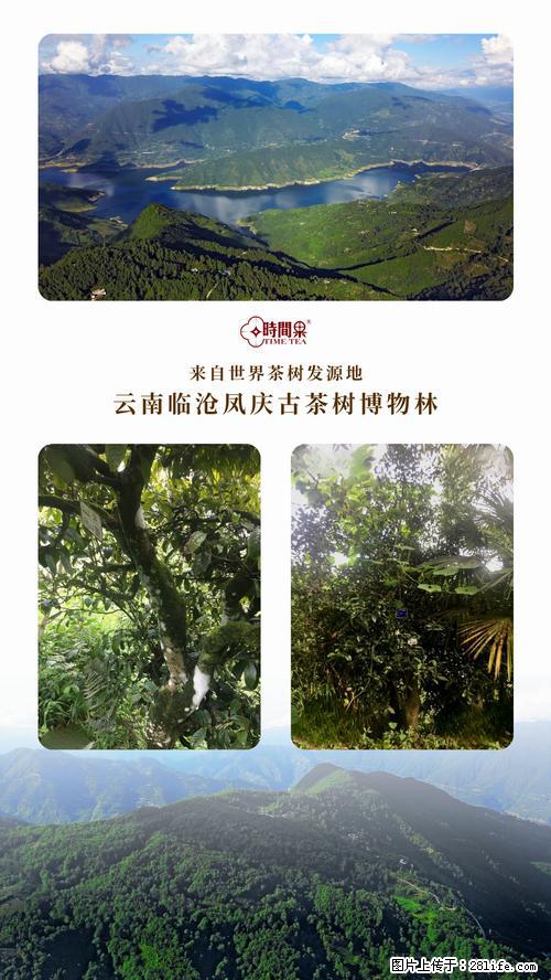 时间果百年古树2025年春红茶 - 购物交流 - 成都生活社区 - 成都28生活网 cd.28life.net