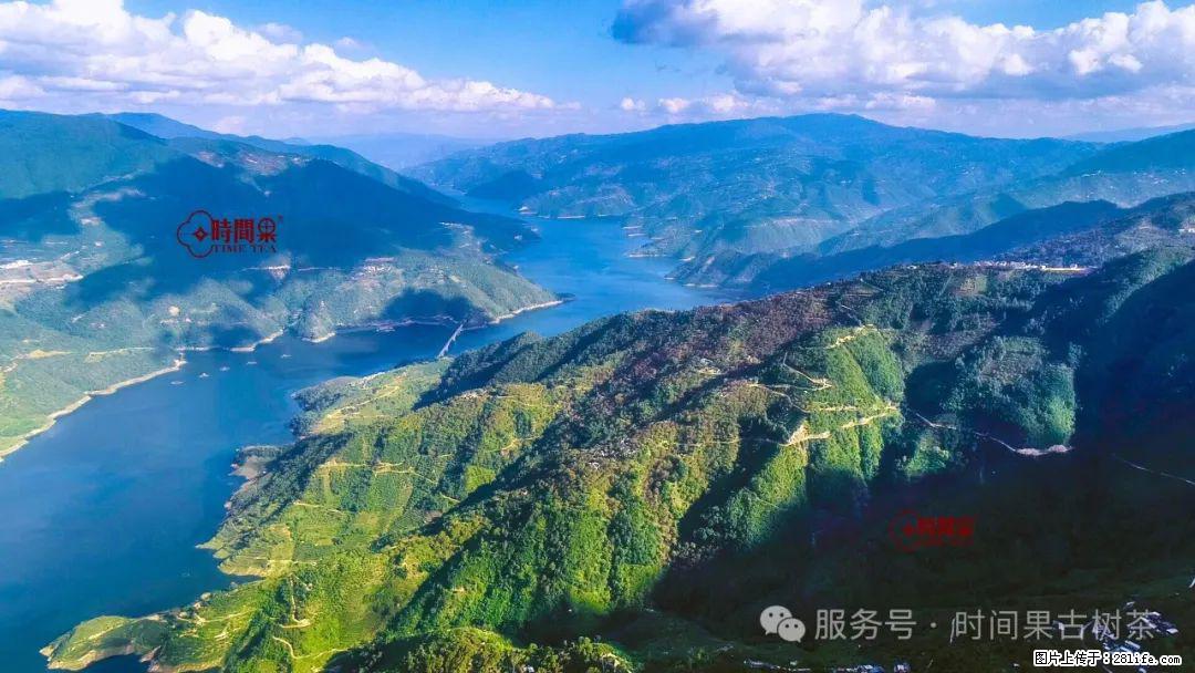 时间果百年古树龙珠普洱生茶 - 购物交流 - 成都生活社区 - 成都28生活网 cd.28life.net