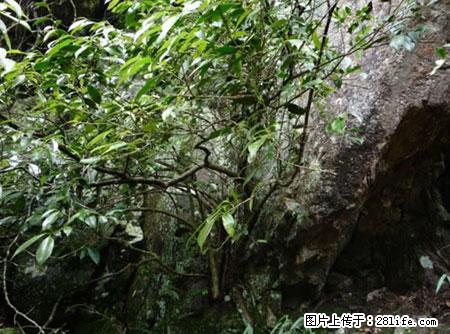 平乐石崖茶，珍贵仅次于金花茶 - 成都生活资讯 - 成都28生活网 cd.28life.net